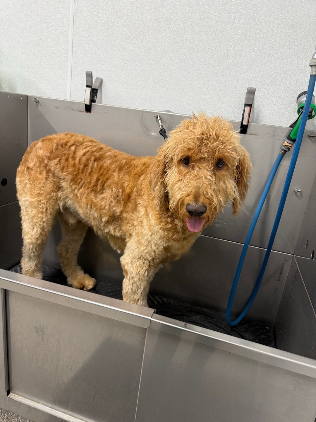 Goldendoodle bath time