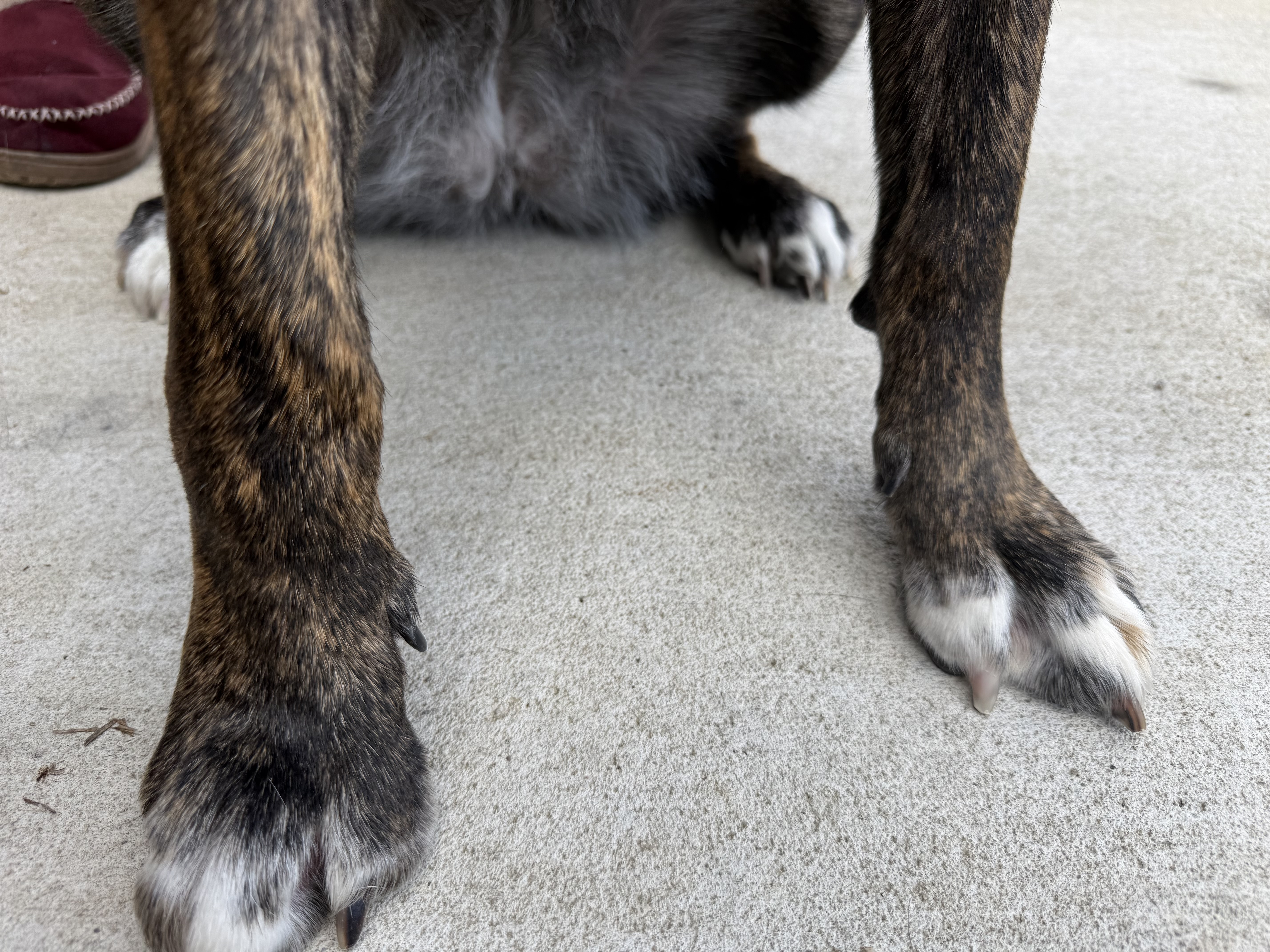 Freshly trimmed paws