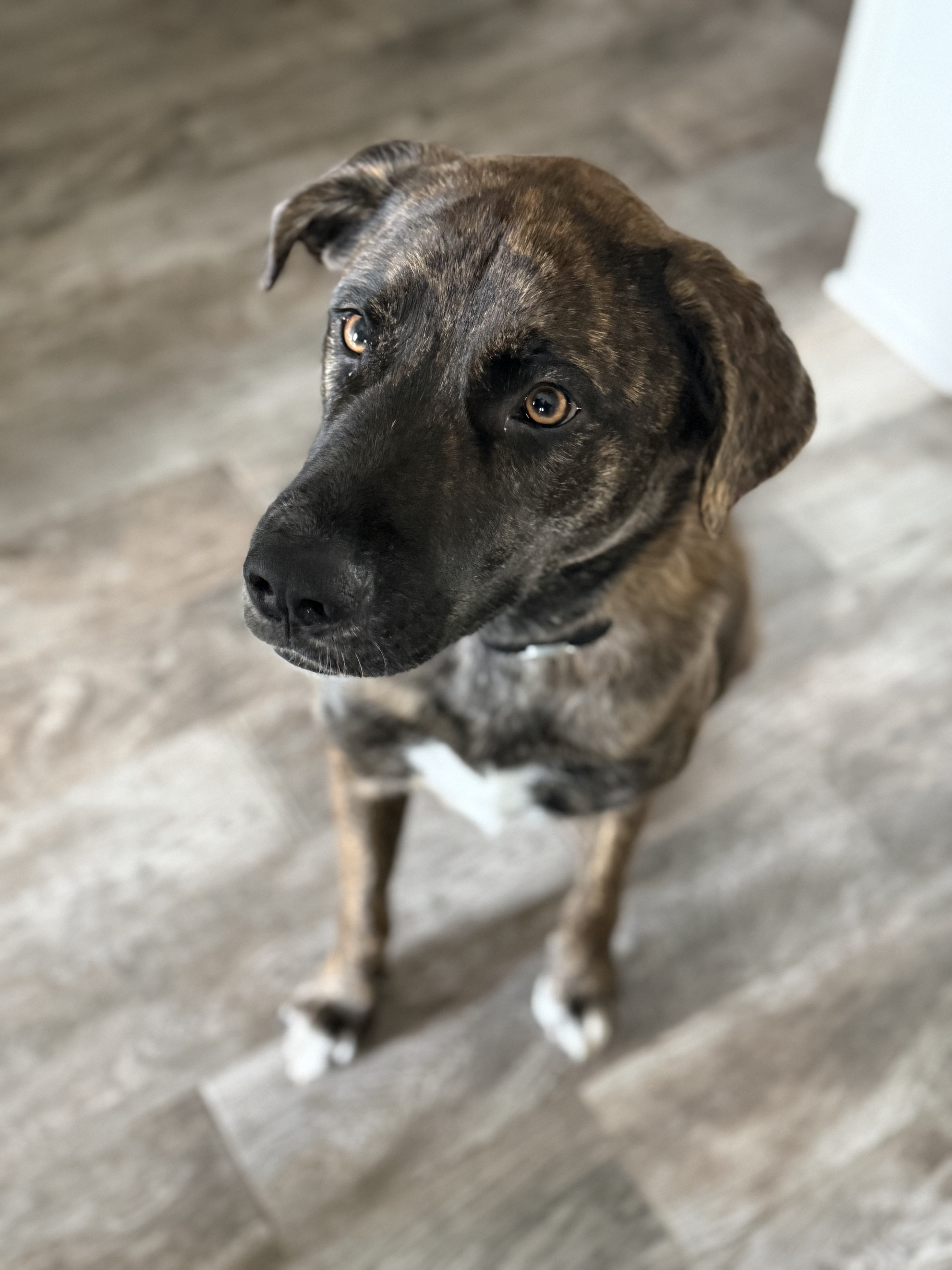 Beautiful brindle portrait