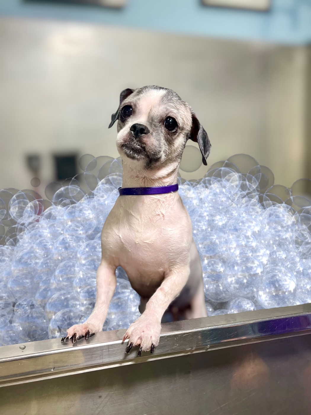 Pup enjoying a bubble bath