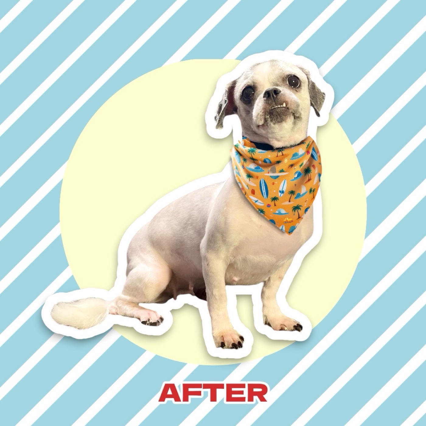 Same pup after grooming