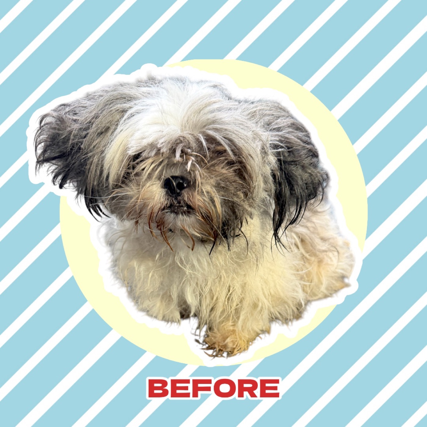 Matted pup before grooming